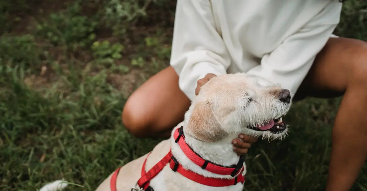 5 Innovative Ways to Engage Your Pet-Friendly Network
