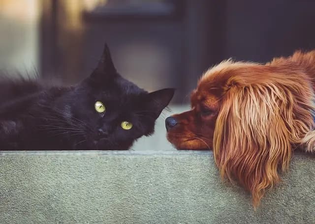 Essential Tips for Building a Pet Friendly Network