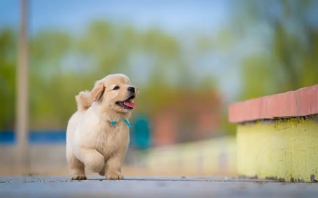 Creating a Pet-Friendly Environment for Community Spaces