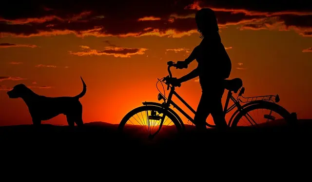 The Importance of Inclusivity in Pet Friendly Networks