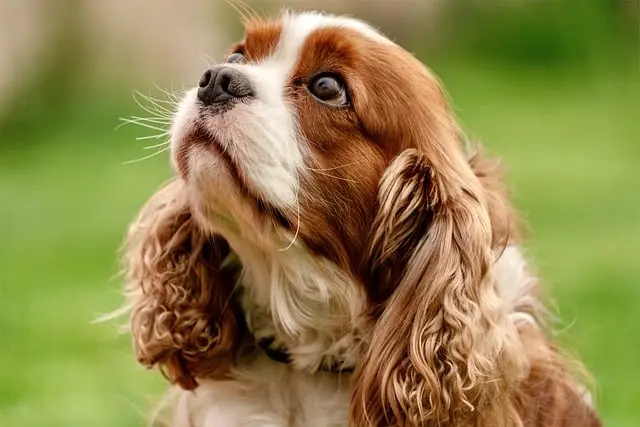 How to Create a Resource Hub for Your Pet Friendly Network