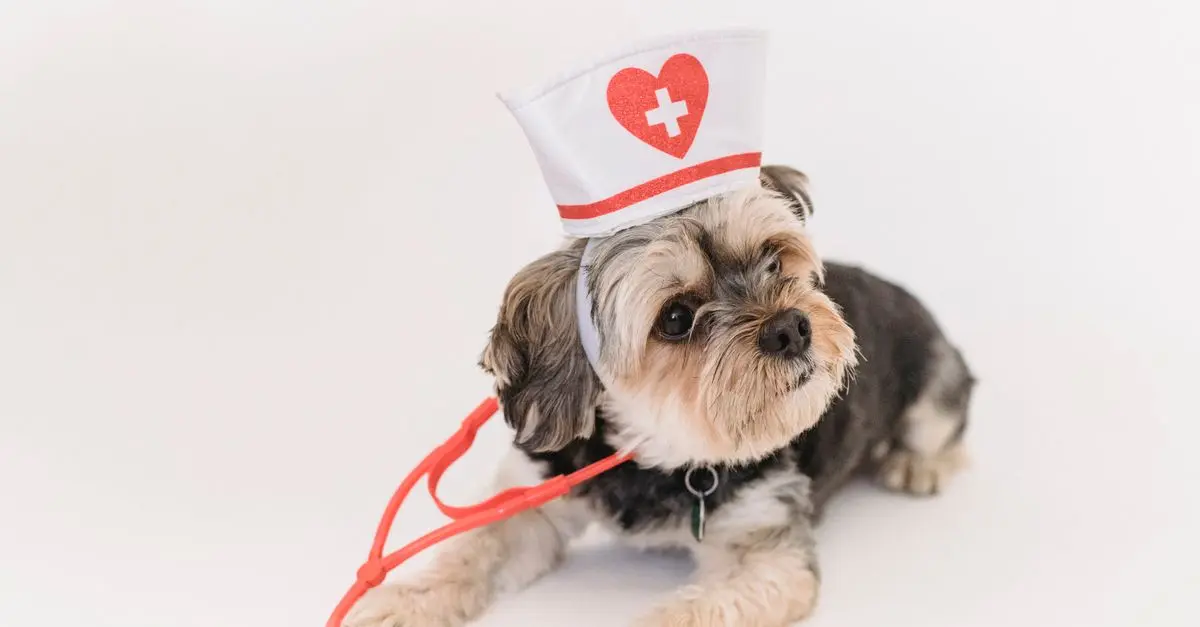 Pet Acupuncture: Healing Benefits Explained