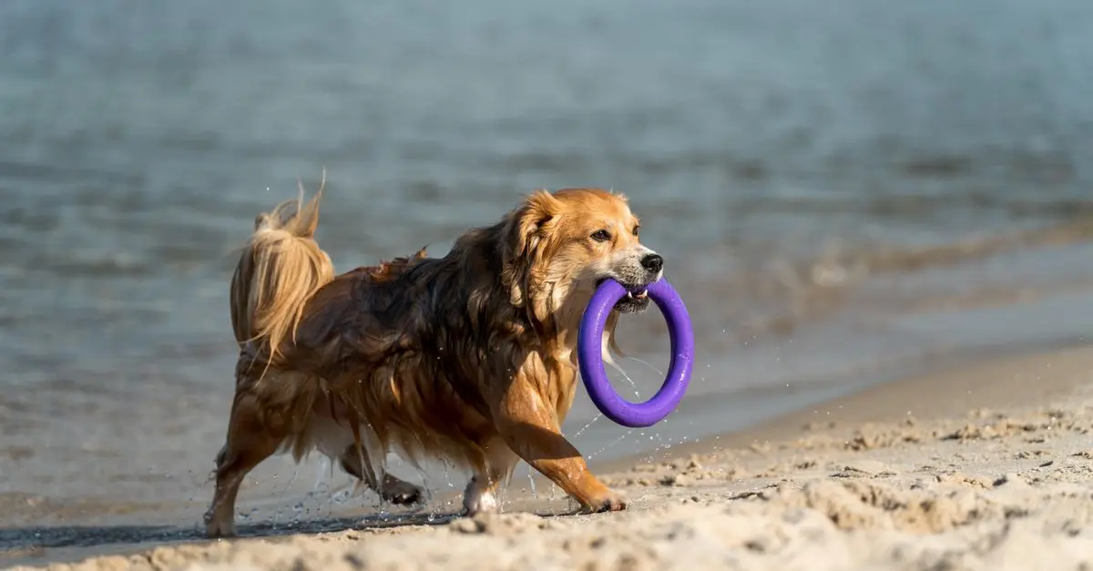 Pet-Friendly Activities to Enjoy with Your Dog