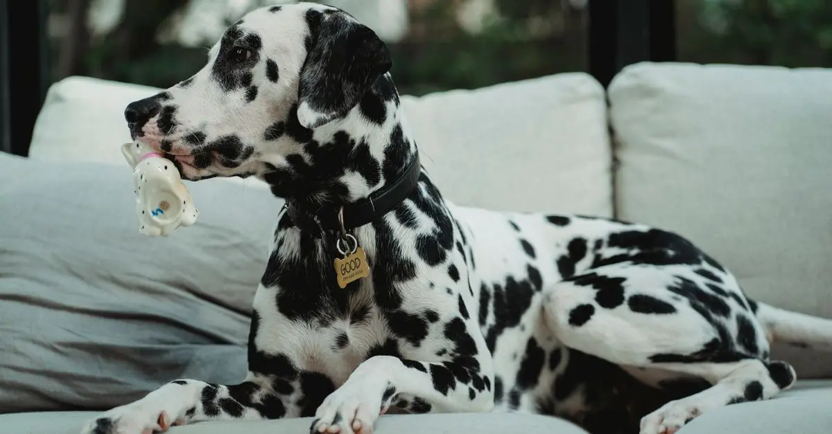 How to Handle Pet Anxiety During Travel