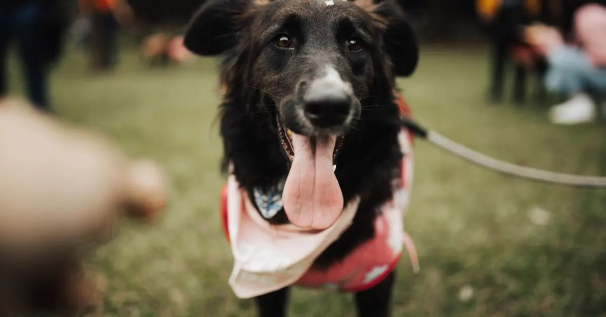 How to Organize Engaging Pet-Friendly Meetups