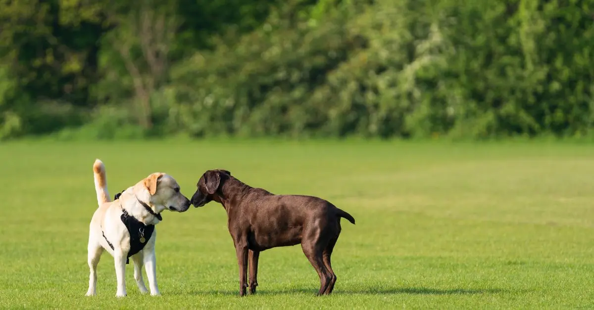 5 Essential Tips for Organizing Pet-Friendly Events
