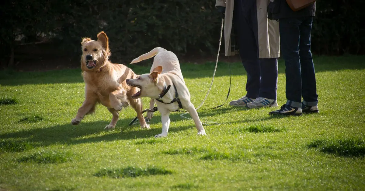 How to Create a Pet-Friendly Environment in Your Community