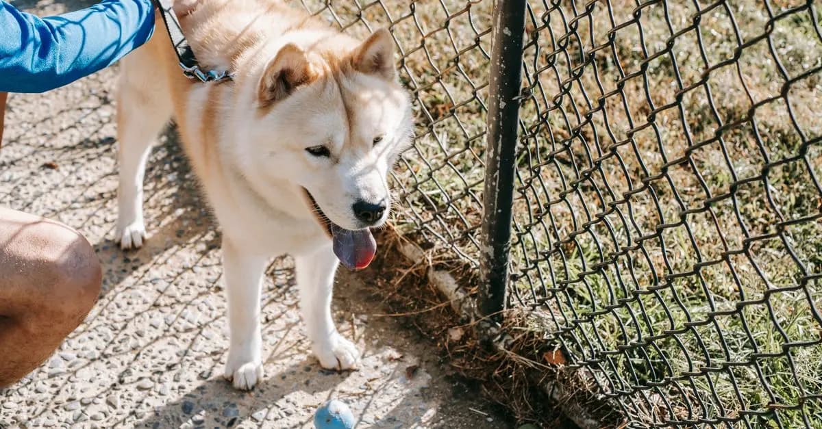 How to Organize Successful Pet-Friendly Community Events