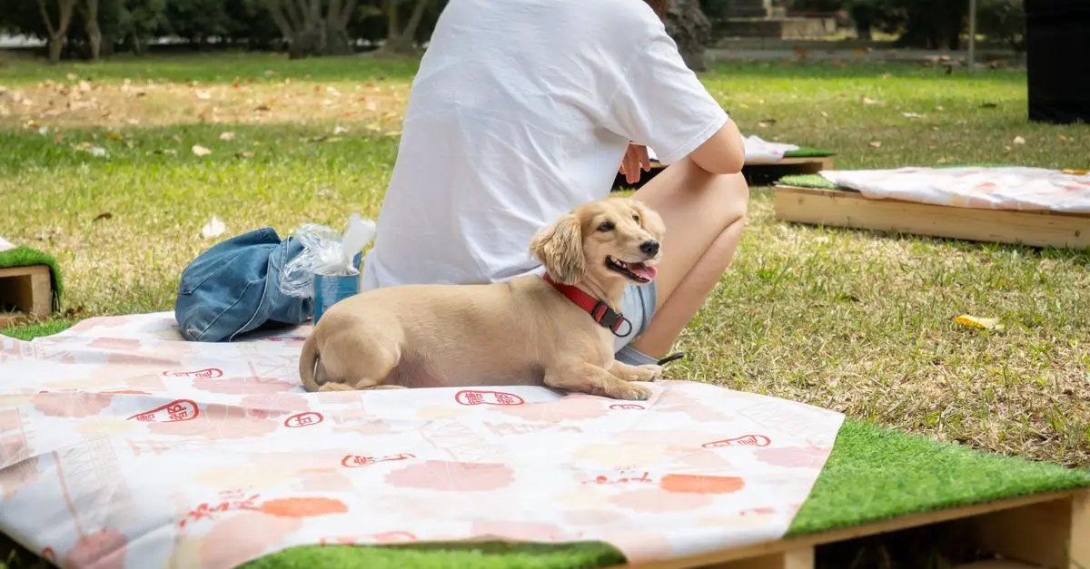 Engaging Activities to Strengthen Your Pet Friendly Network
