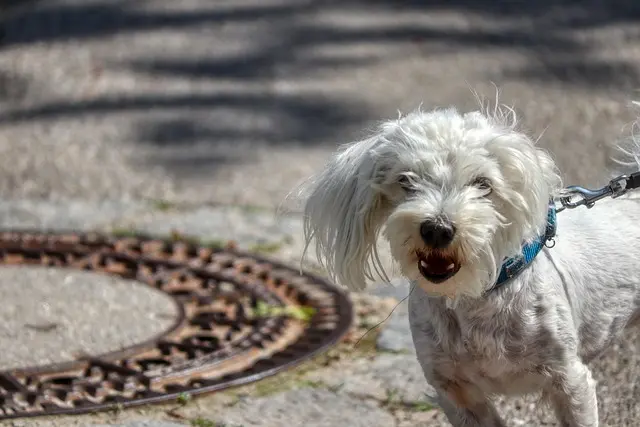 Creating Inclusive Spaces for Your Pet Friendly Network