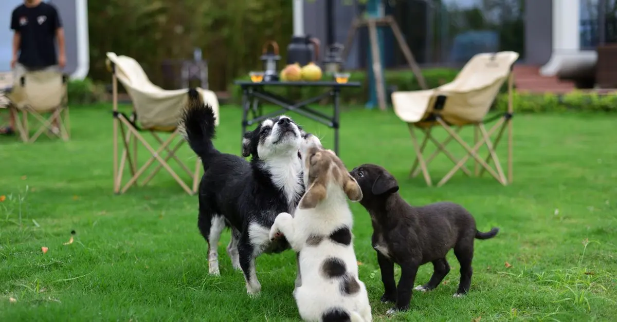 How to Build a Successful Pet Friendly Network in Your Area