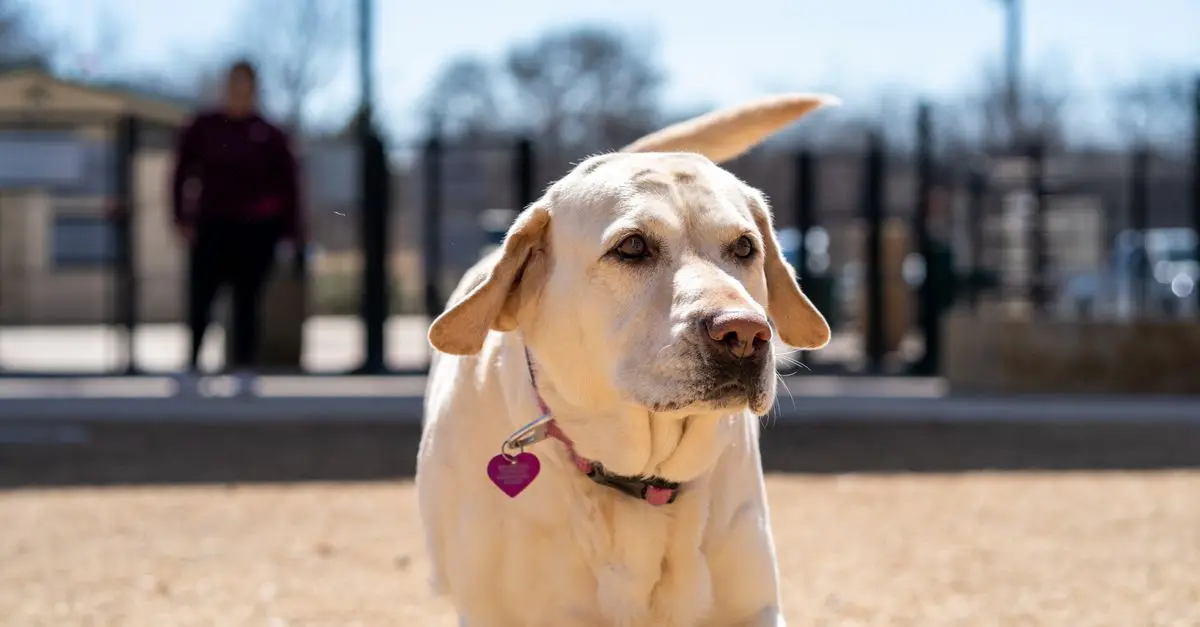 Effective Strategies for Building a Pet-Friendly Community