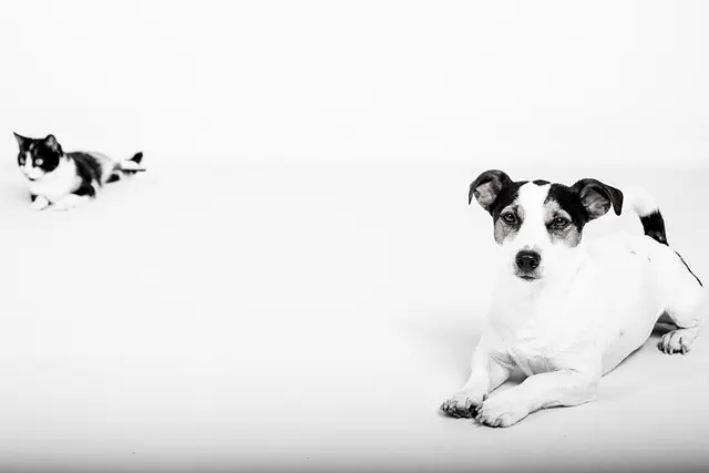 How to Build Lasting Connections in Your Pet-Friendly Network