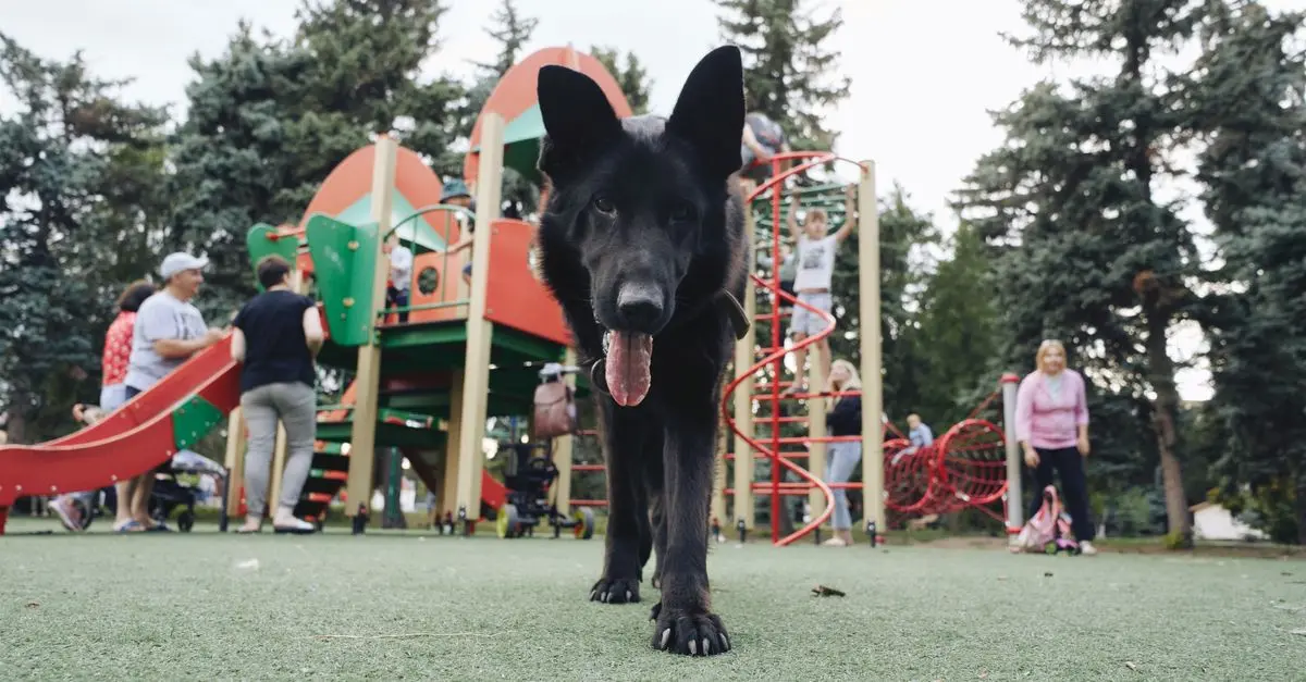 Exploring the Impact of Pet-Friendly Networks on Local Communities