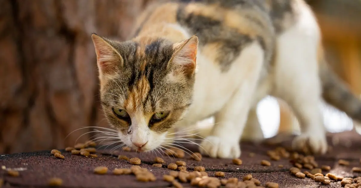 Pet Diets Compared: Raw Food vs. Kibble