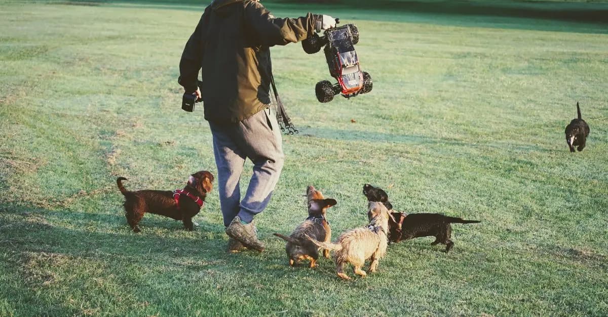 How to Create a Pet-Friendly Community Network: Essential Steps