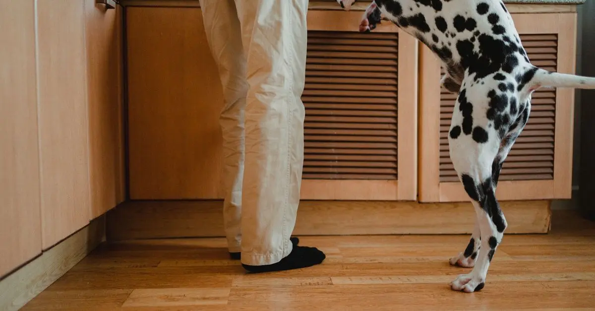 Best Practices for Pet-proofing Your Home