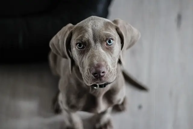 How to Foster a Strong Pet Friendly Network in Your Community