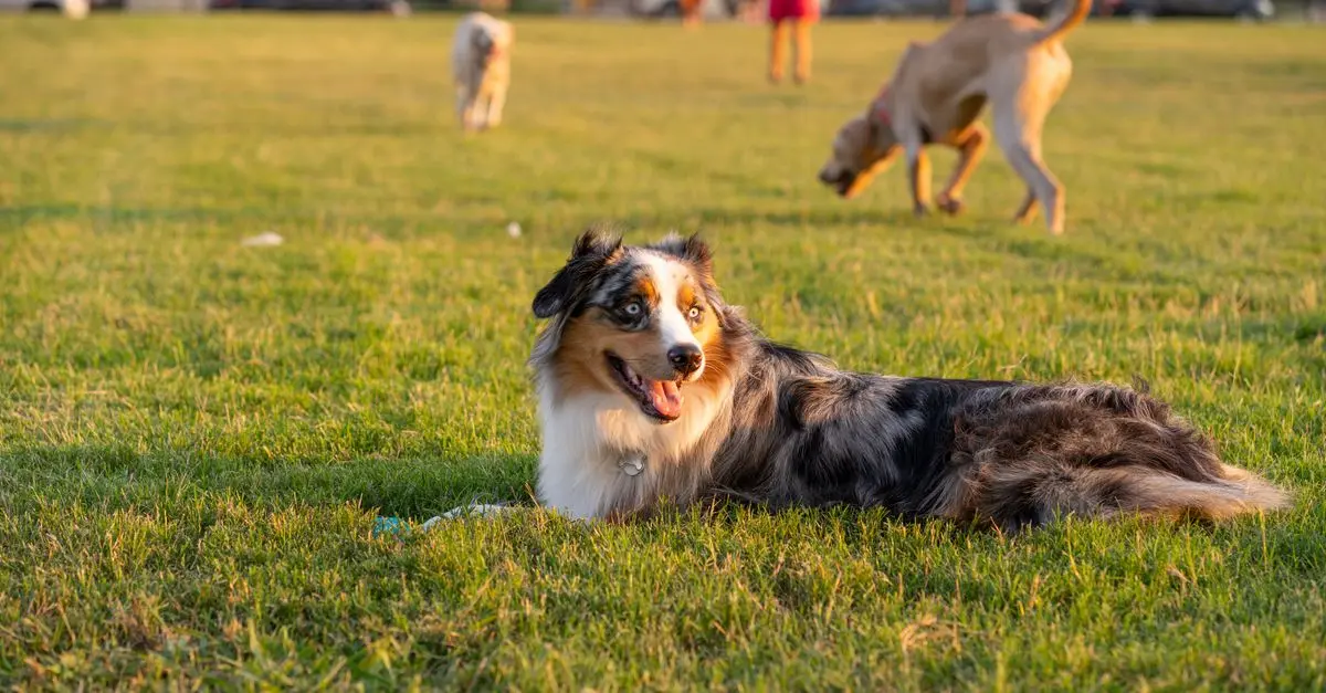 The Benefits of Joining a Pet-Friendly Network
