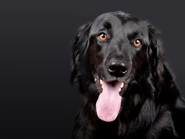 How to Build a Thriving Pet-Friendly Community Network