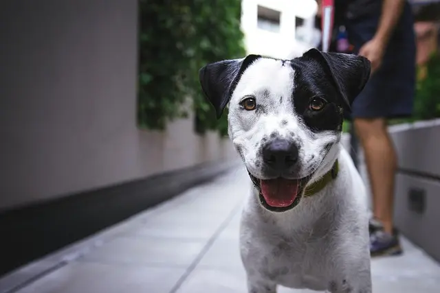How to Create Engaging Pet-Friendly Community Spaces
