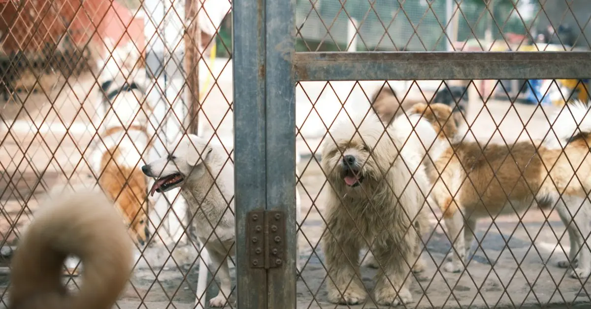 Pet Adoption Myths: What You Should Know