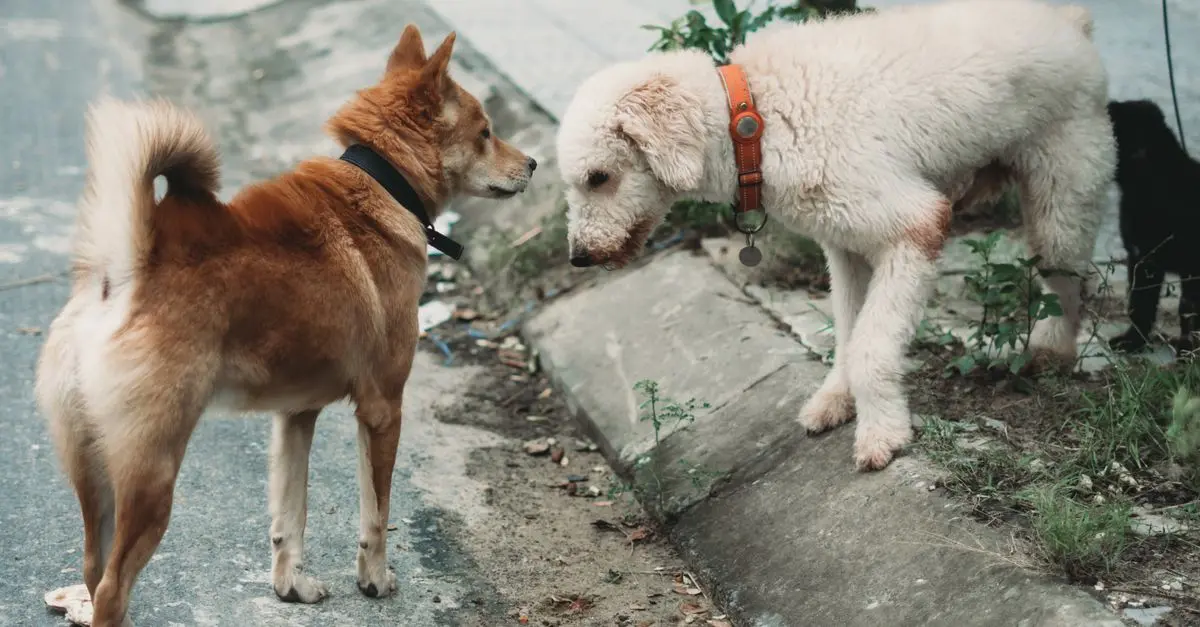 Top 10 Engaging Activities to Build Your Pet Friendly Network