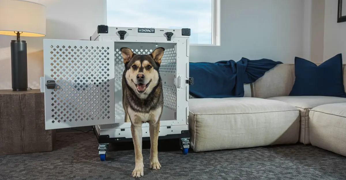 Best Pet-Friendly Apps: Enhancing Your Pet's Life