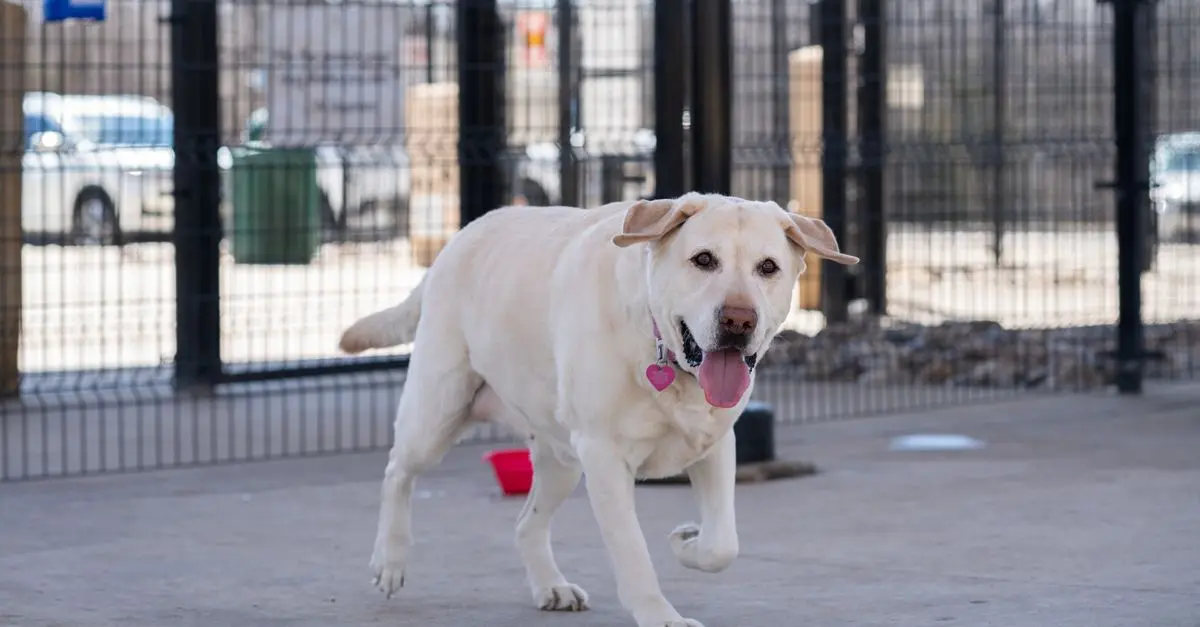 Senior Pets: Special Care and Considerations