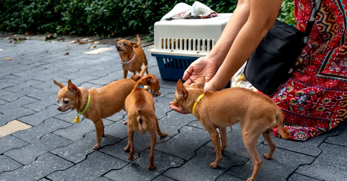 How to Build a Pet-Friendly Network in Your Community