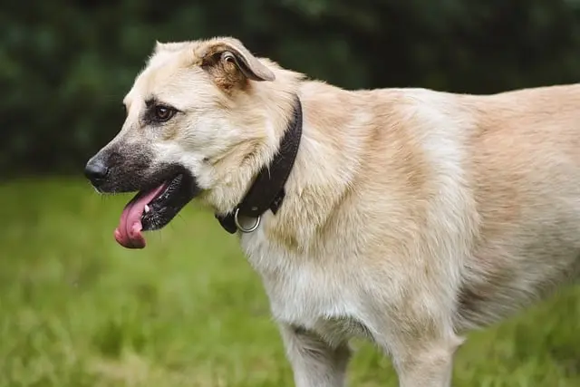 How to Create Engaging Pet-Friendly Networking Events