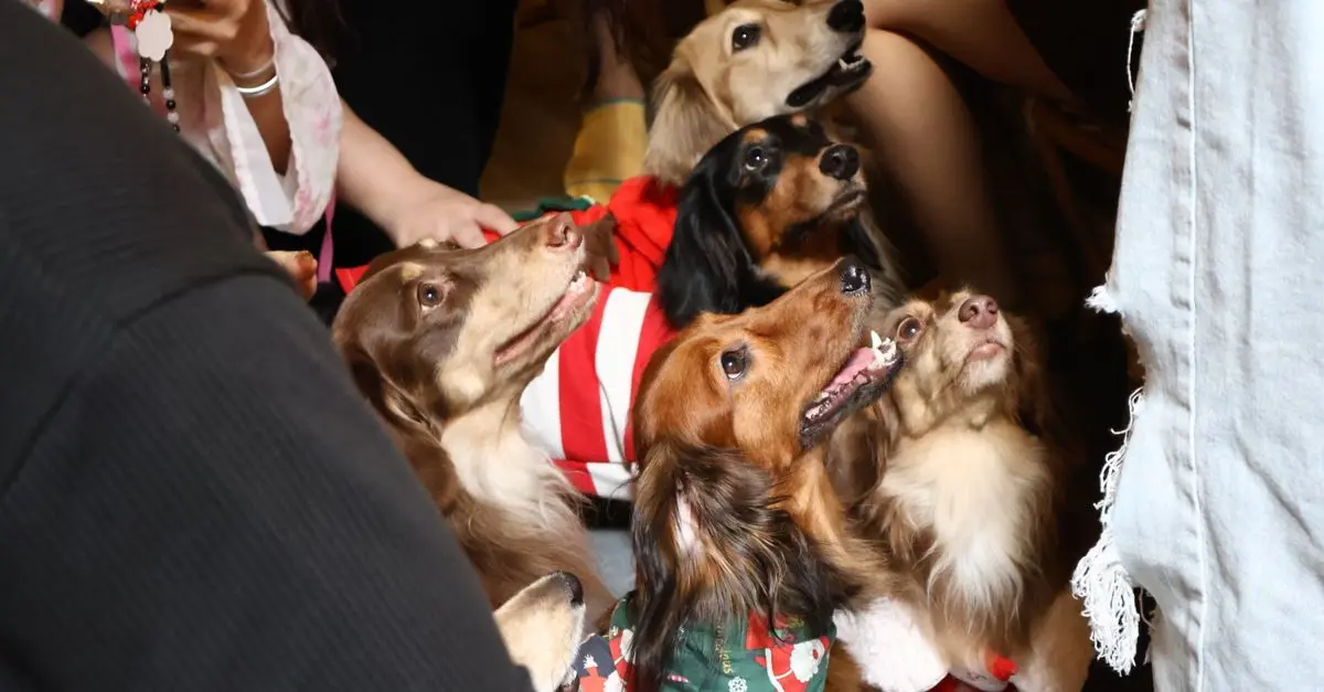 The Top Benefits of Joining a Pet Friendly Network