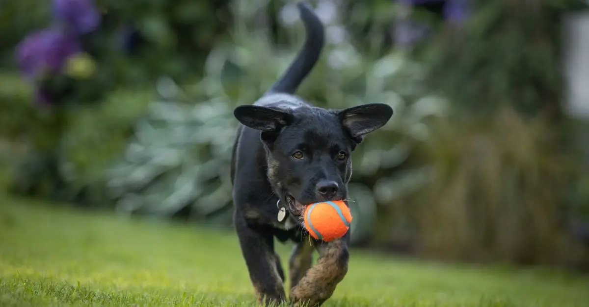 Pet-Friendly Gardening: Tips for a Safe Environment