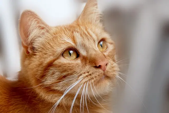 10 Tips for Creating a Pet-Friendly Space in Your Community