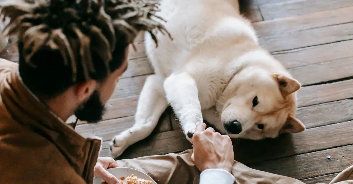 Creating Safe Spaces: Essential Guidelines for Pet-Friendly Venues
