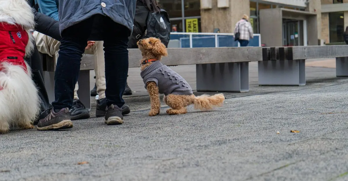 10 Tips for Enhancing Your Pet-Friendly Network