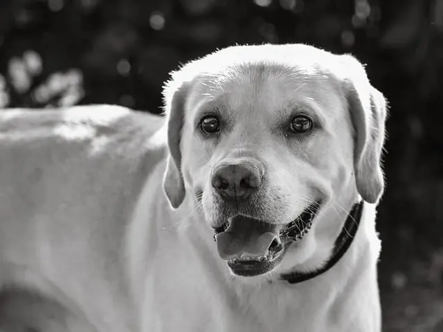 Top 10 Benefits of Joining a Pet Friendly Network
