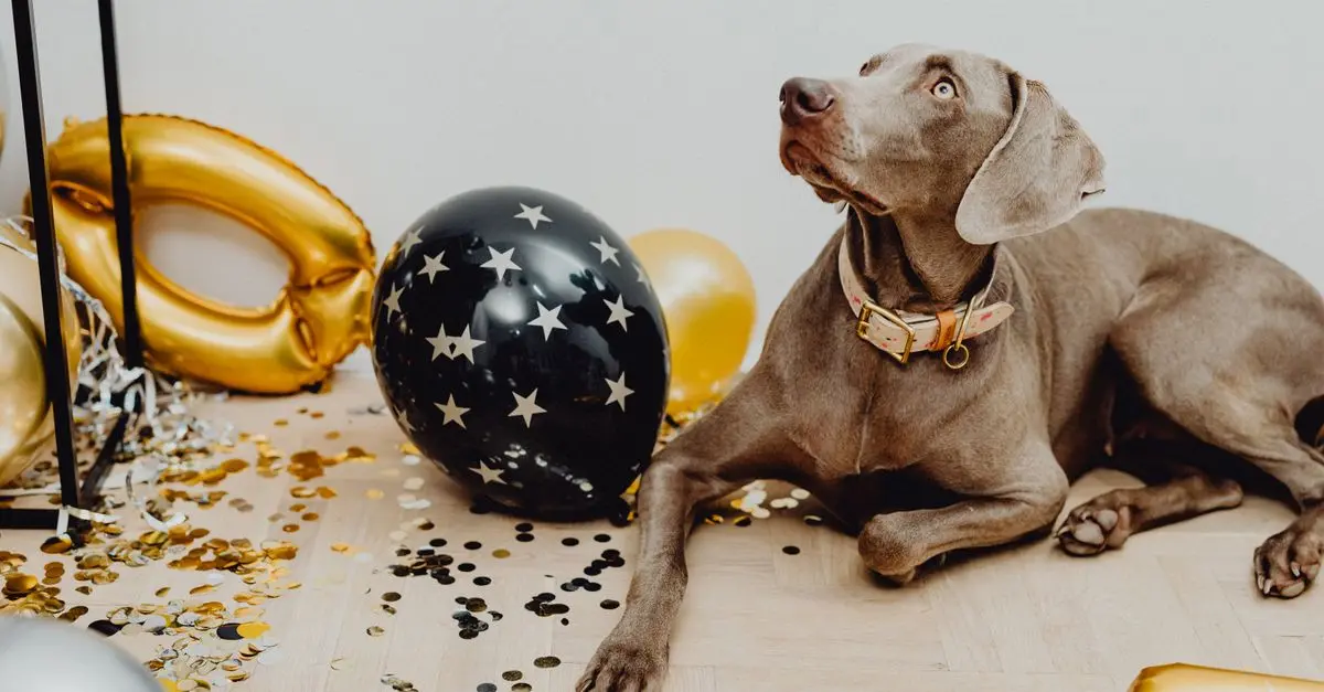 Pet-Friendly Events: Fun for the Whole Family