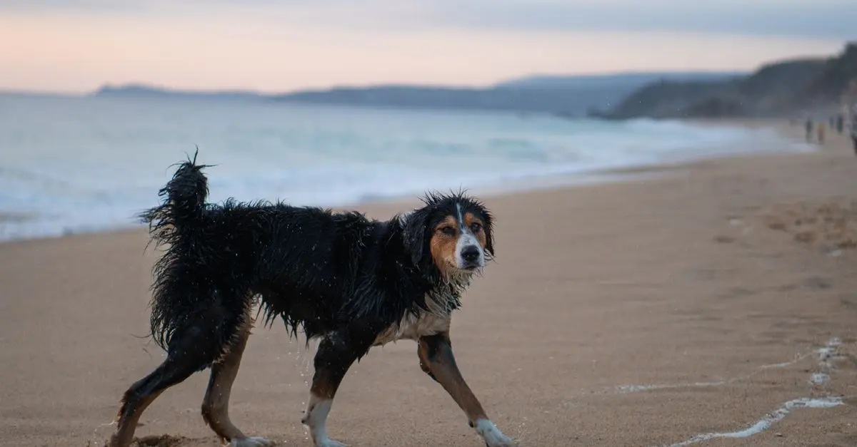 Dog Parks vs. Dog Beaches: Which Is Better?