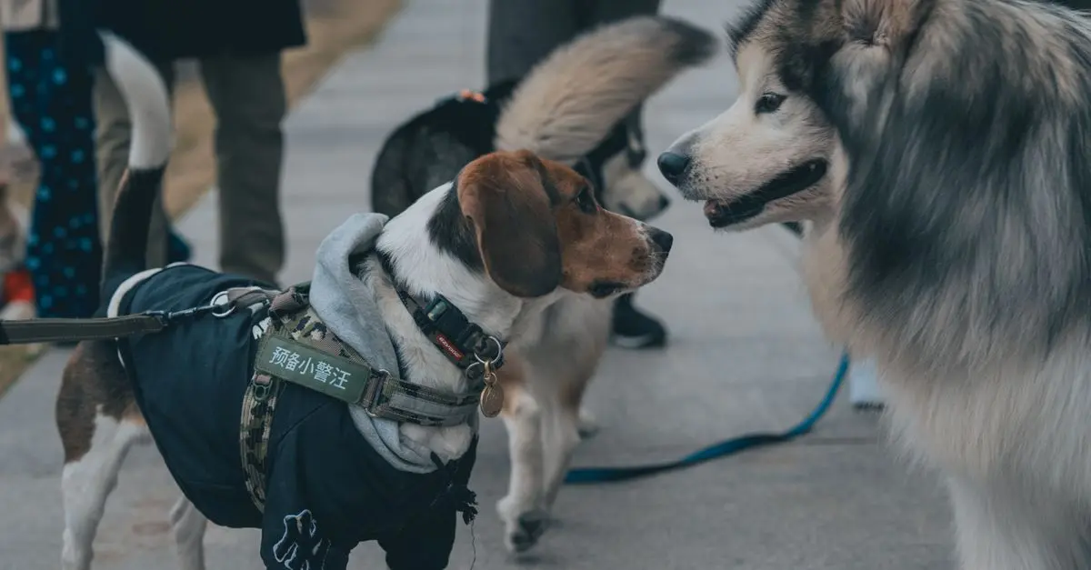 Creating a Pet-Friendly Community Network: Key Strategies