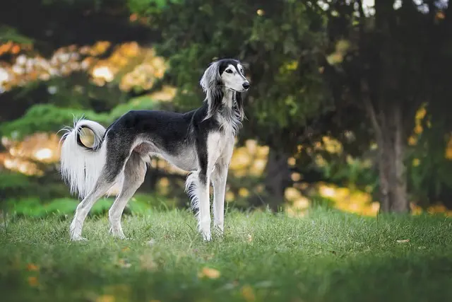 How to Create a Pet-Friendly Resource Hub in Your Community