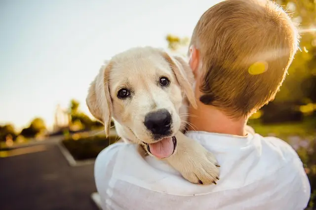 10 Ways to Create Inclusive Pet-Friendly Spaces