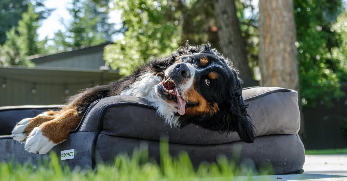 The Rise of Pet Influencers: How It's Changing Social Media