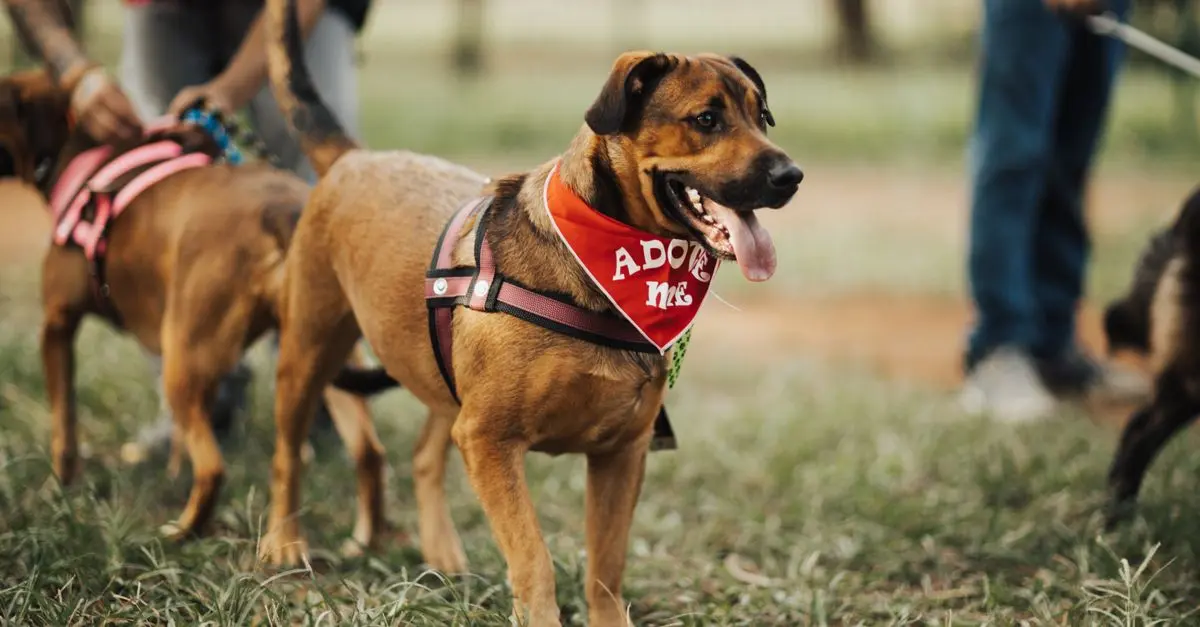 The Importance of Building a Pet-Friendly Network