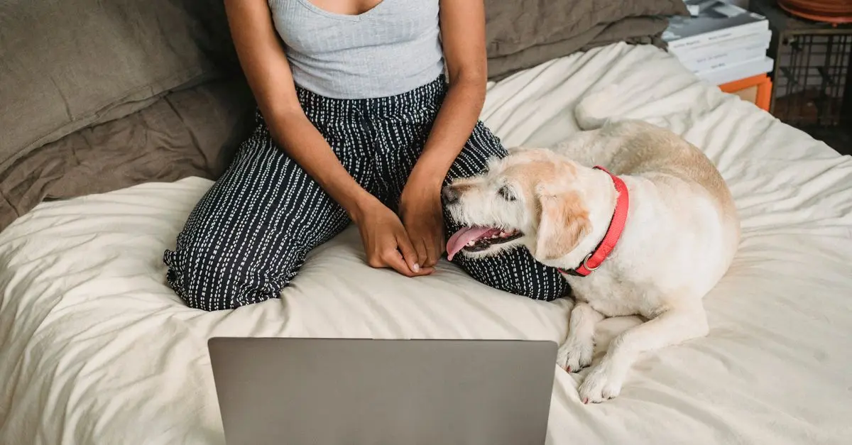 Pet-Friendly Technology: Gadgets for Your Furry Friend