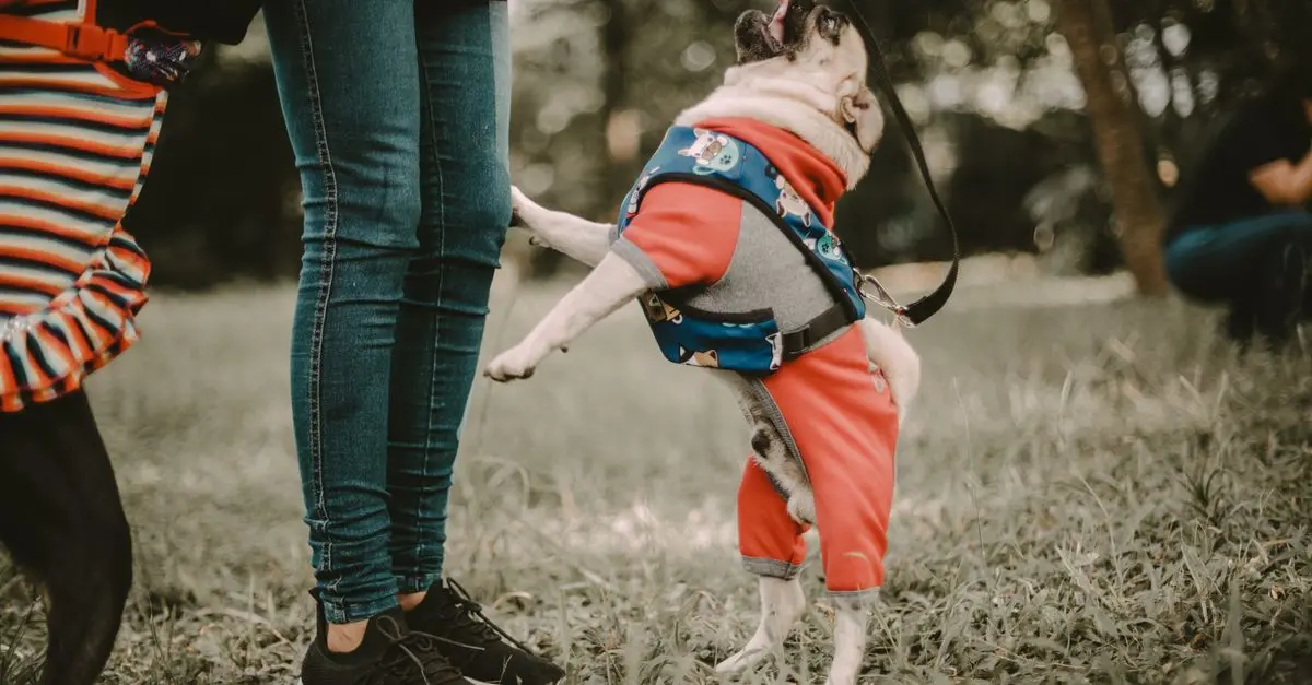 Tips for Engaging Your Pet Friendly Network Effectively
