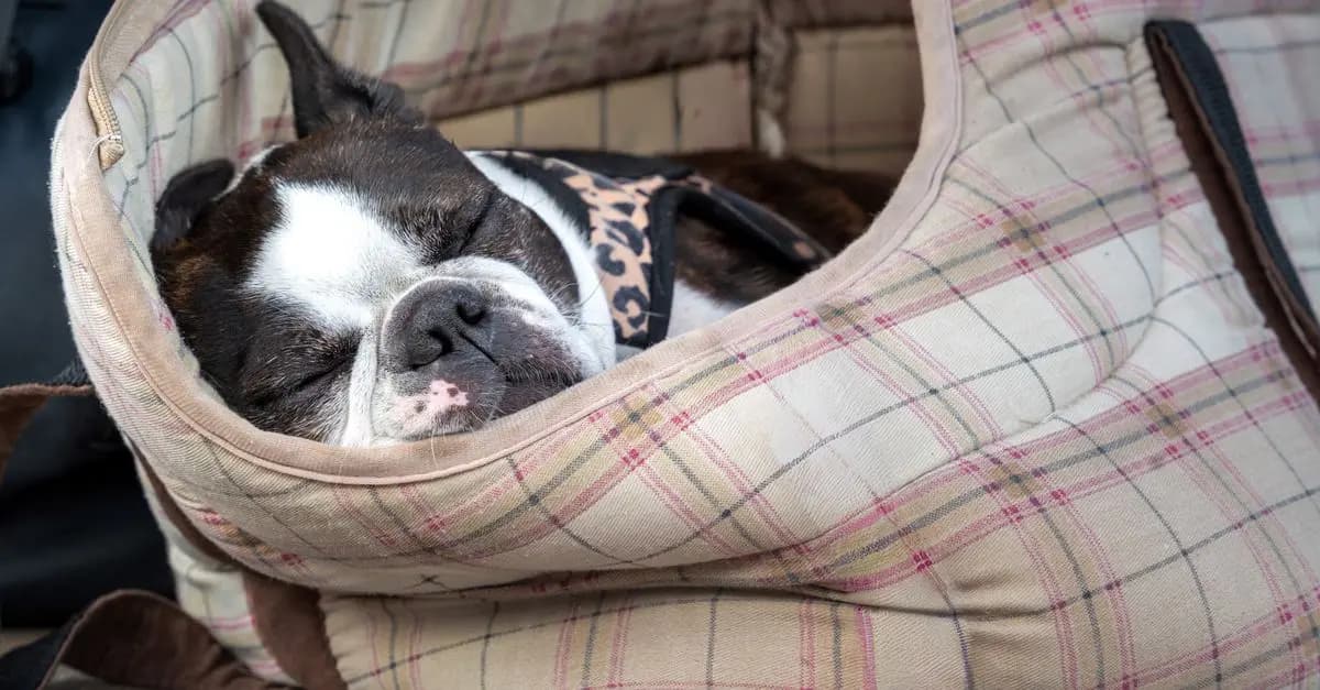Pet Travel Essentials: Must-Have Items