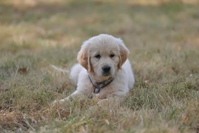 10 Essential Tips for Creating a Pet-Friendly Community Network