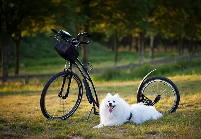 How to Create an Engaging Pet-Friendly Event for Your Community