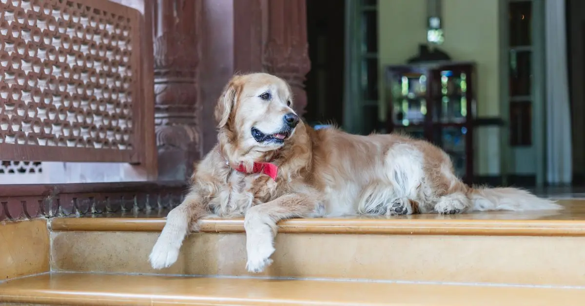 Pet-Friendly Travel Trends in 2026
